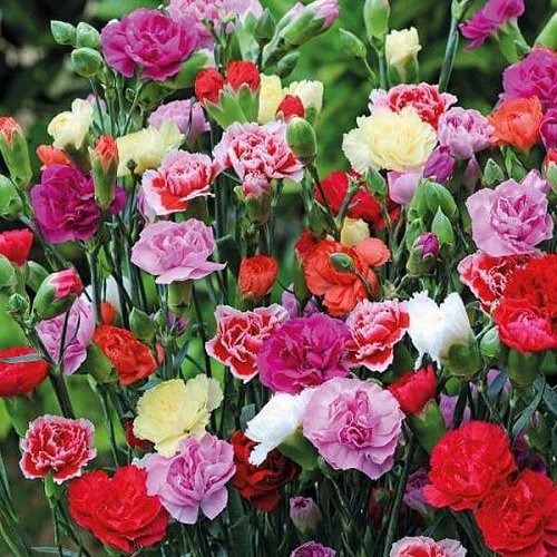 Flowers A - D