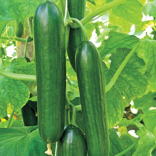 Cucumbers