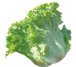 Laitue et Endive