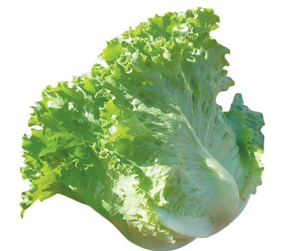 Lettuce & Endive
