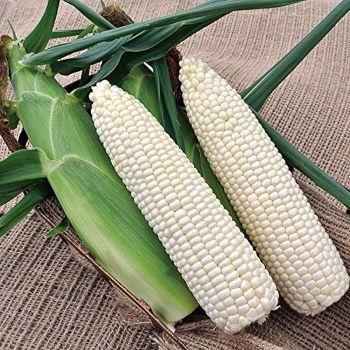 Corn & Sweet Corn