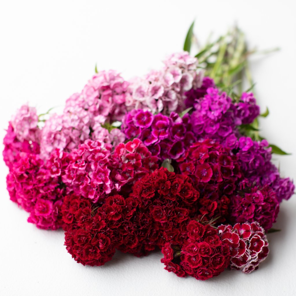 FLOWER SEEDS