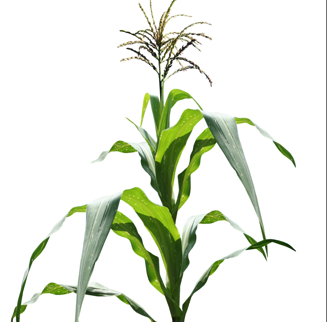 Grass