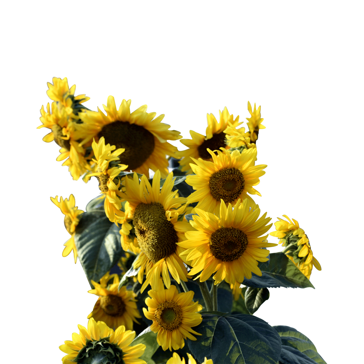 Flowers M - Z